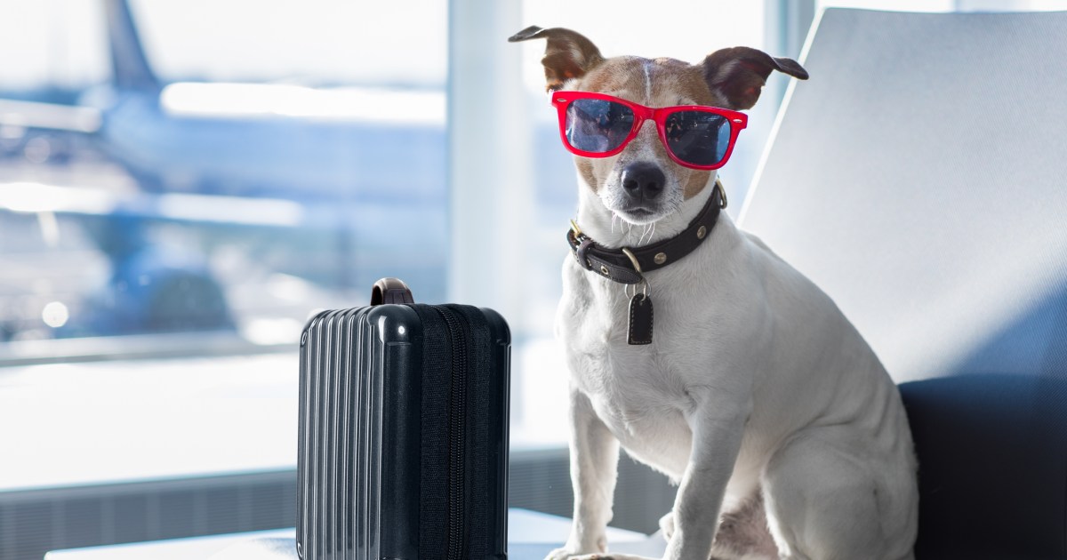 Cost to Fly Your Dog