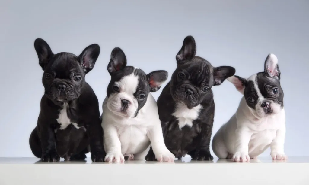 French Bulldog puppies lined up