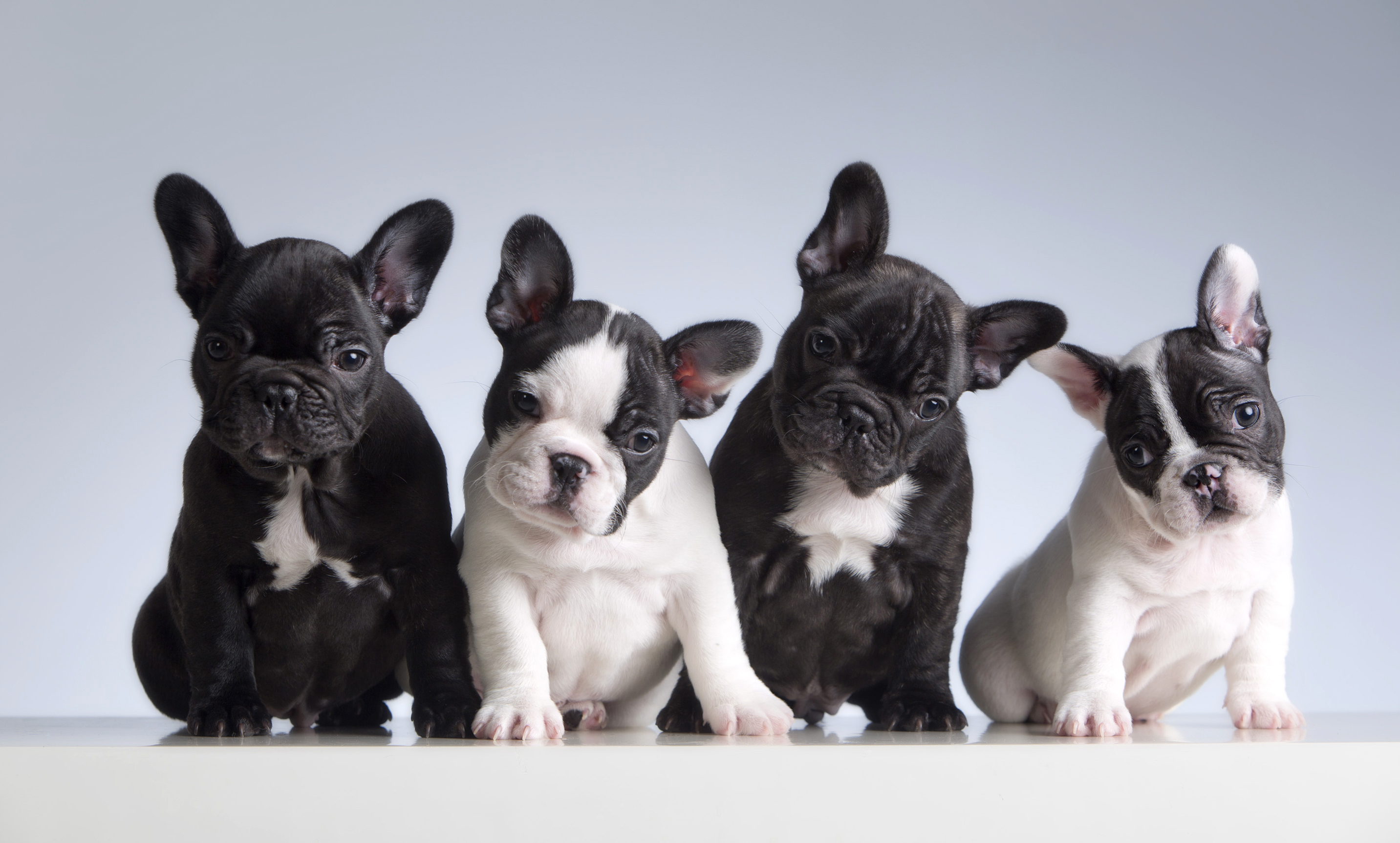 What to feed french hotsell bulldog puppy