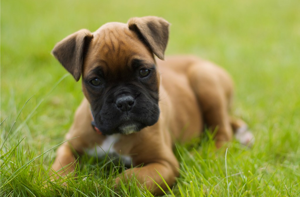 Boxer puppy lying in grass