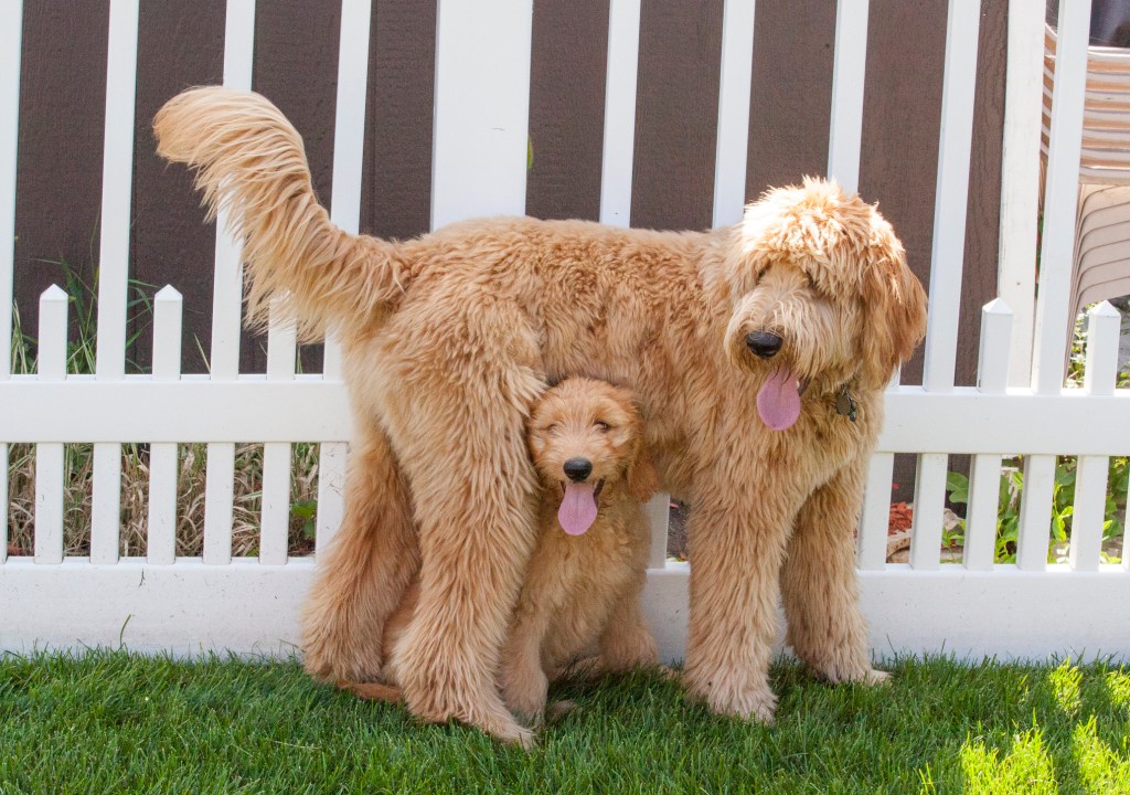 A small Goldendoodle Puppy (Woody) sits upright underneath a standing larger Goldendoodle Puppy (Toby) in a backyard