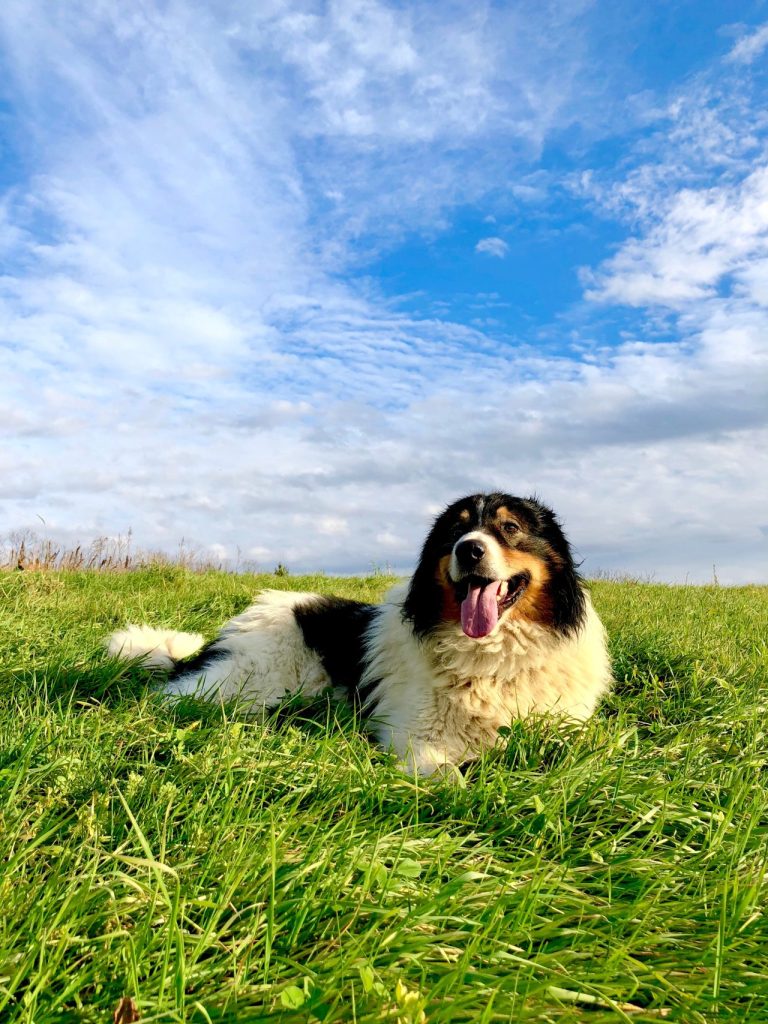 Tornjak croatian shepherd in grass