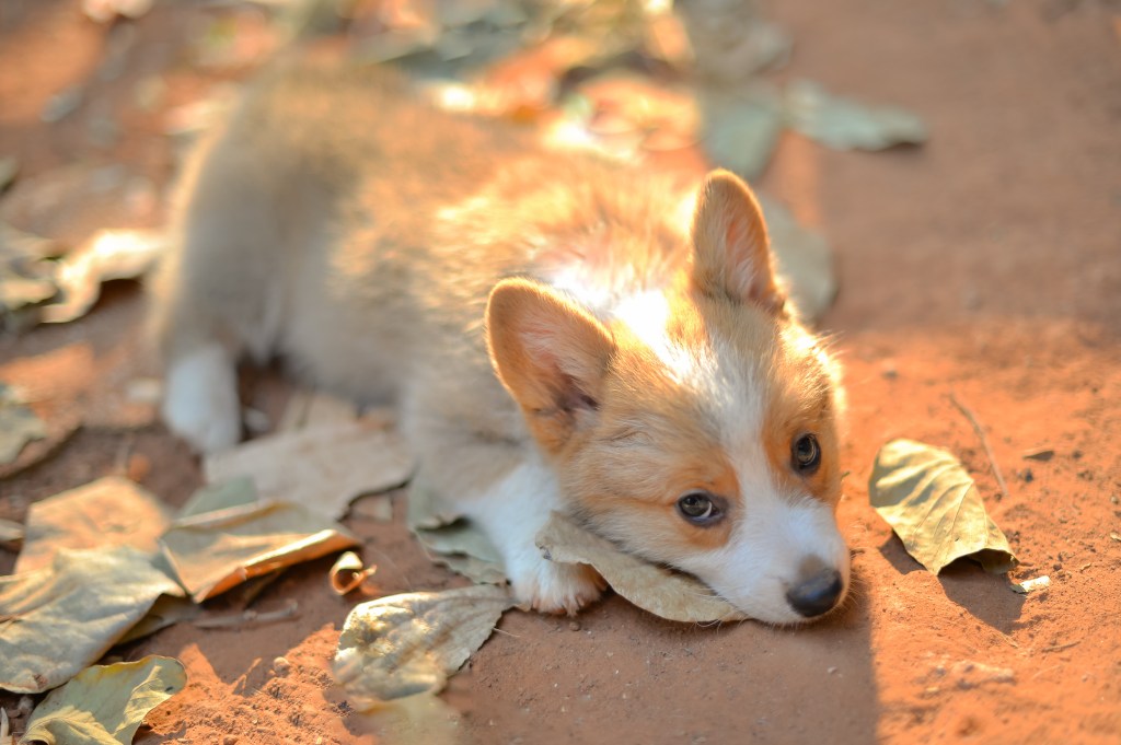 Corgi puppy lying on ground