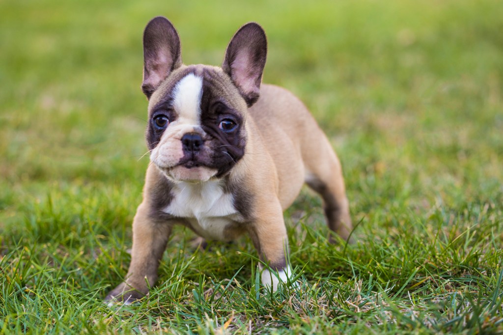French Bulldog standing in grass