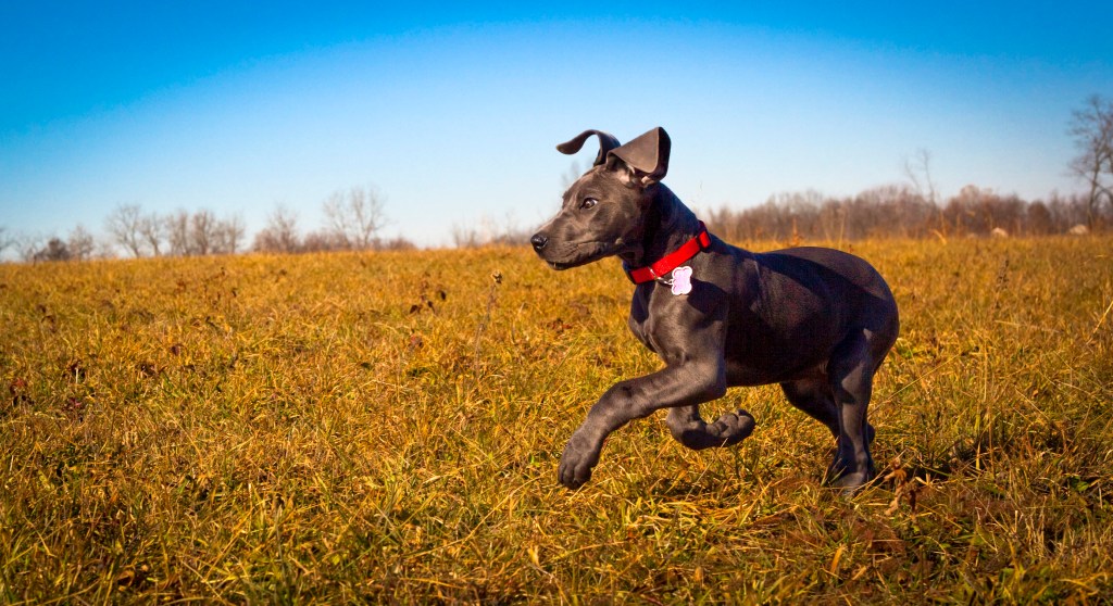 Great Dane puppy running in golden field