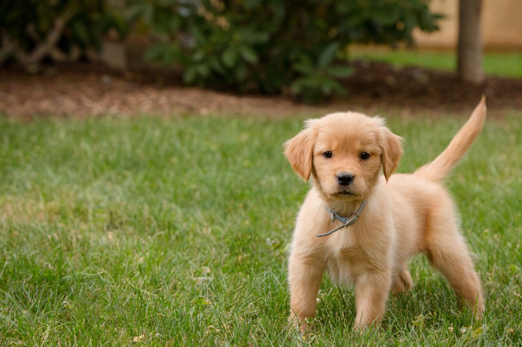 Scrawny Golden pup in yard