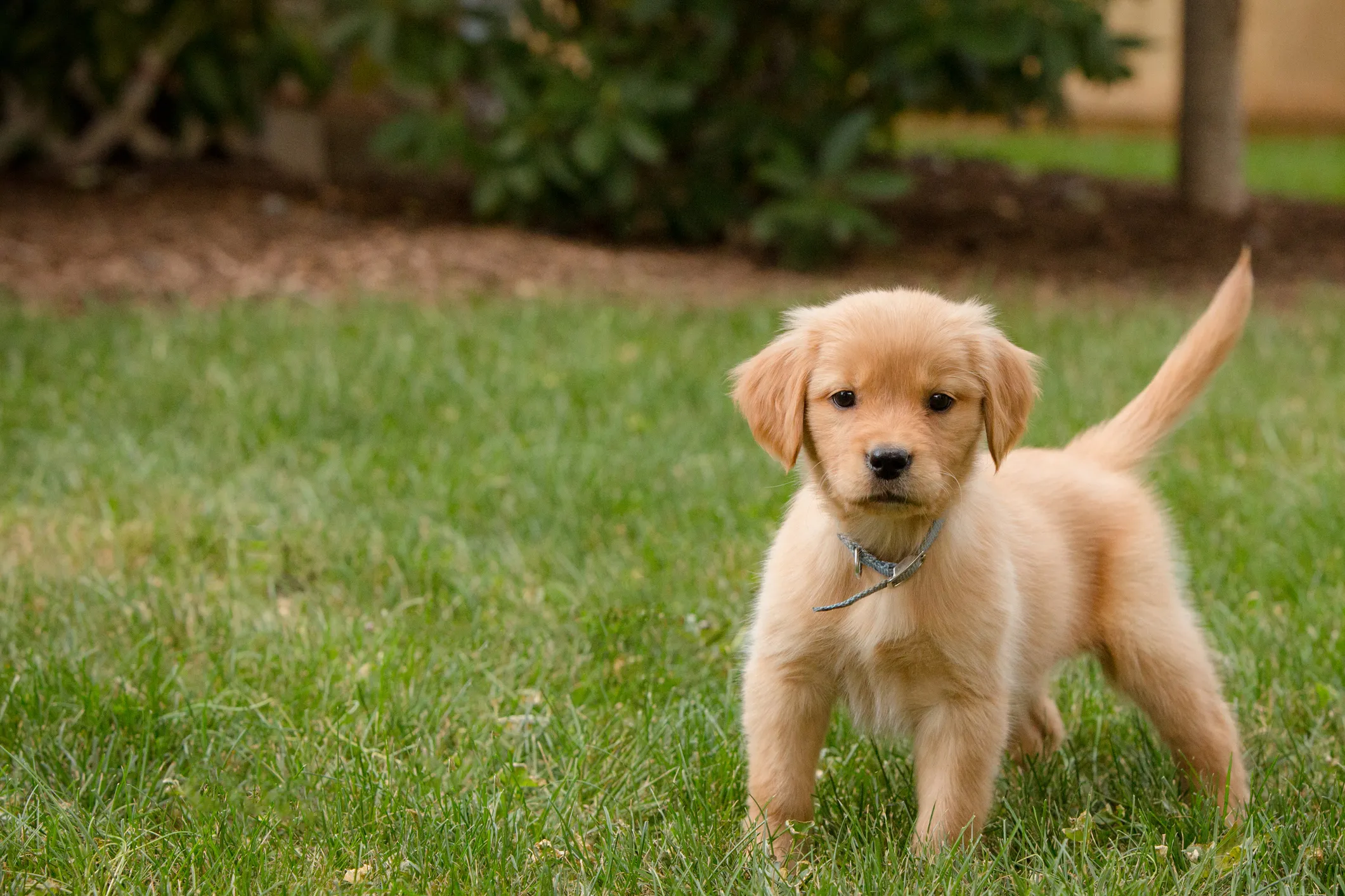 Golden puggle deals