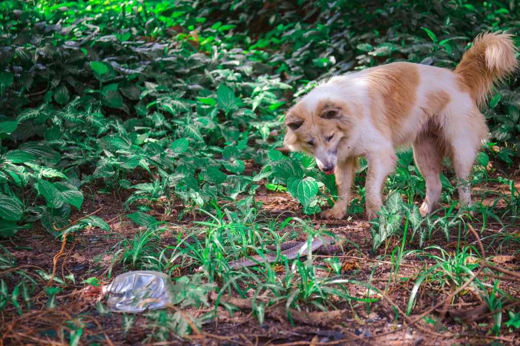 Dog in a forested area looking at a serpent in the grass and pine straw