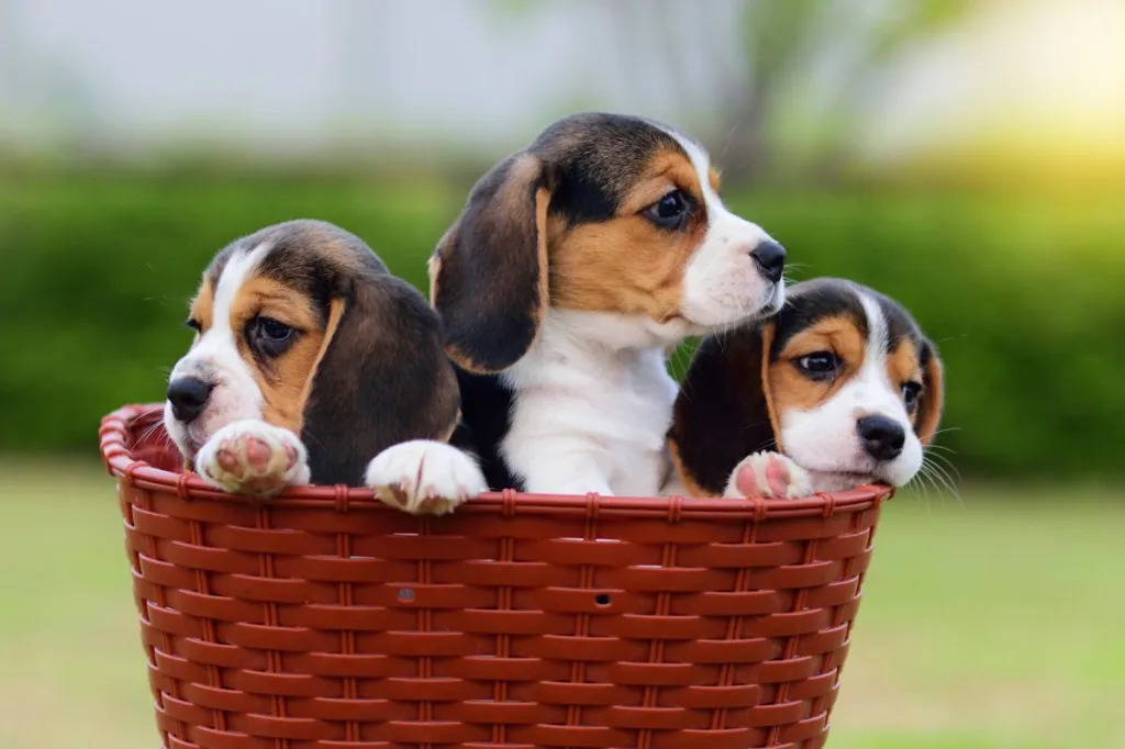 three cute Beagle puppies in basket