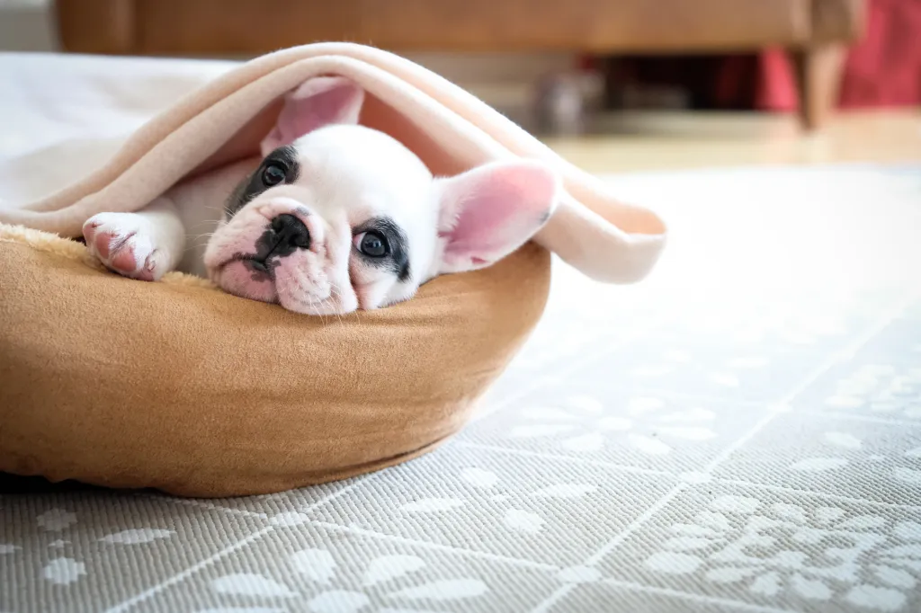 French Bulldog puppy in dog bed covered with a blanket