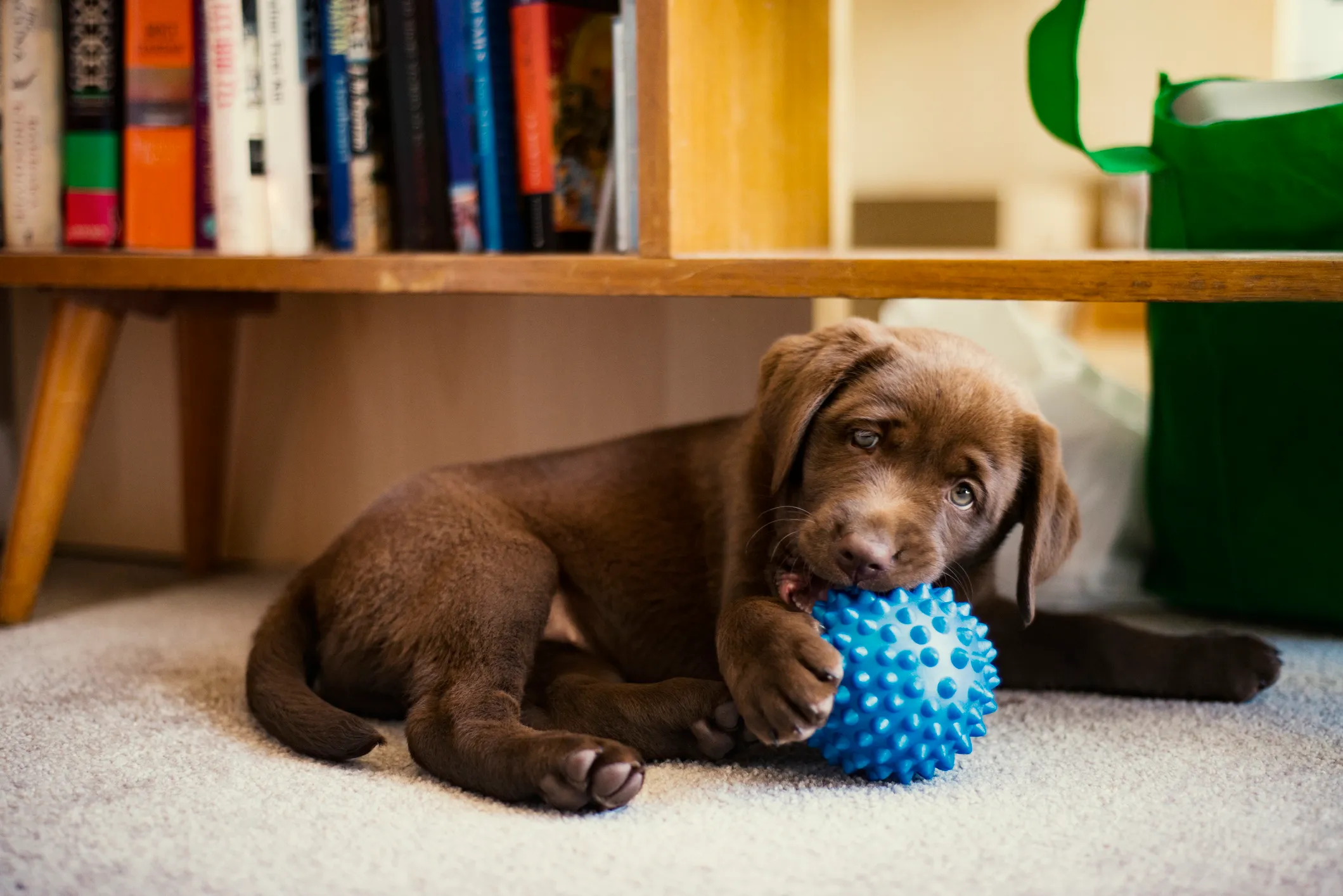 Chocolate lab puppy lying on carpet under a wooden bench, chewing on a spiky blue ball.