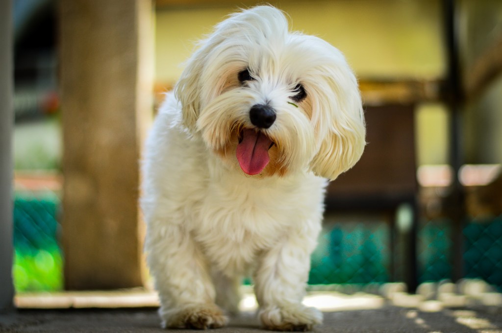 Maltese dog sticking tongue out