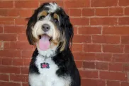 Black, tan, and white Bernedoodle sitting in front of a brick wall.