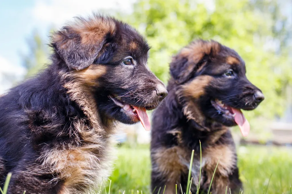 Two cute German Shepherd puppies having fun on green lawn on a sunny day