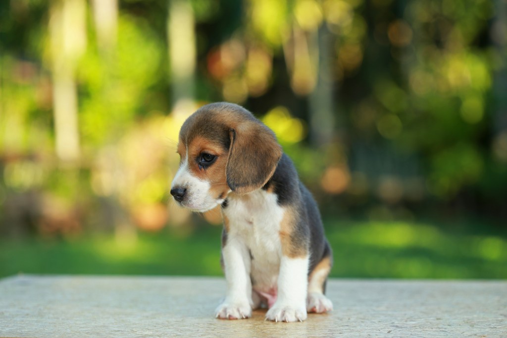 Beagle puppy sitting on table