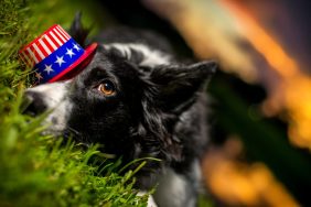 A black and white Border Collie wears a tiny American Flag hat over it's eye while laying down on green grass, scared from the fireworks, at risk for going missing on July 5.