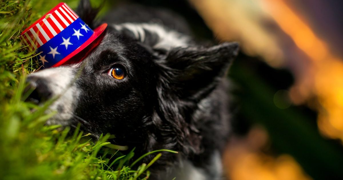 A black and white Border Collie wears a tiny American Flag hat over it's eye while laying down on green grass, scared from the fireworks, at risk for going missing on July 5.