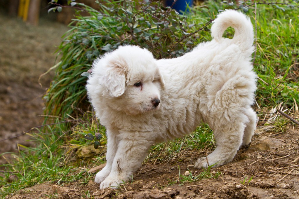 Fluffy Great Pyrenees puppy outside