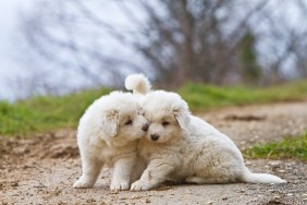 Great Pyrenees puppies cuddling on a dirt path