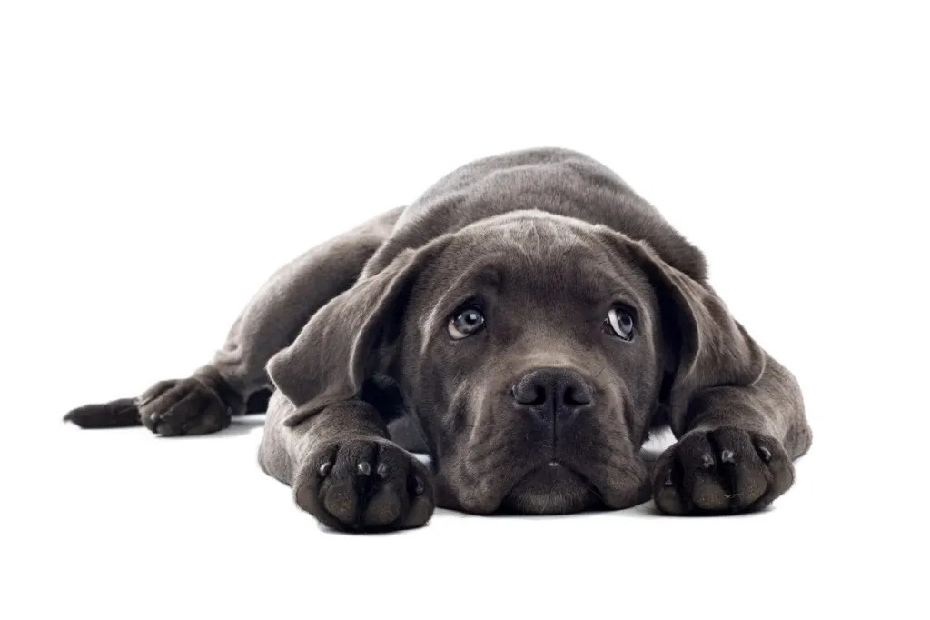 black cane corso puppy looking up on a white background isolated