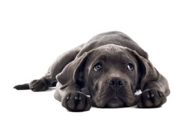 Cane Corso puppy isolated on a white background.
