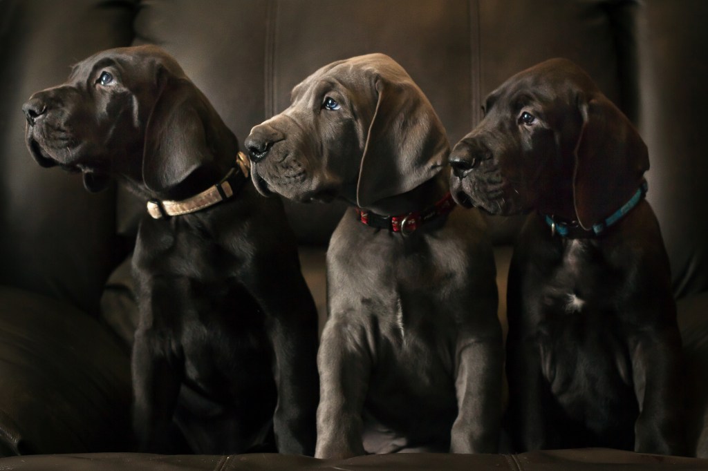 Three Great Dane puppies on leather couch