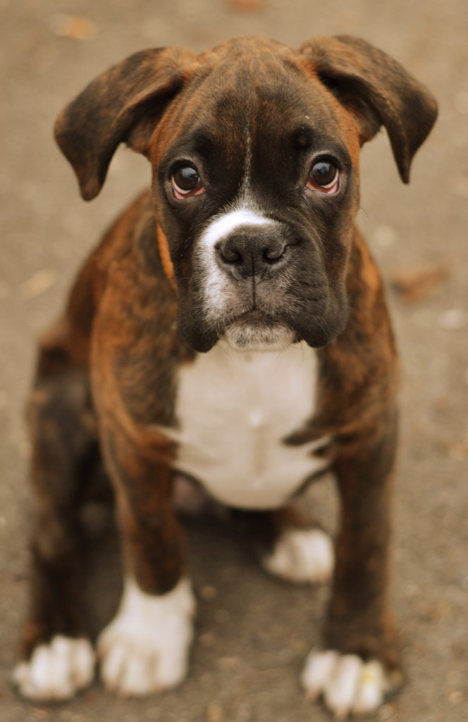 Boxer puppy looking up at camera