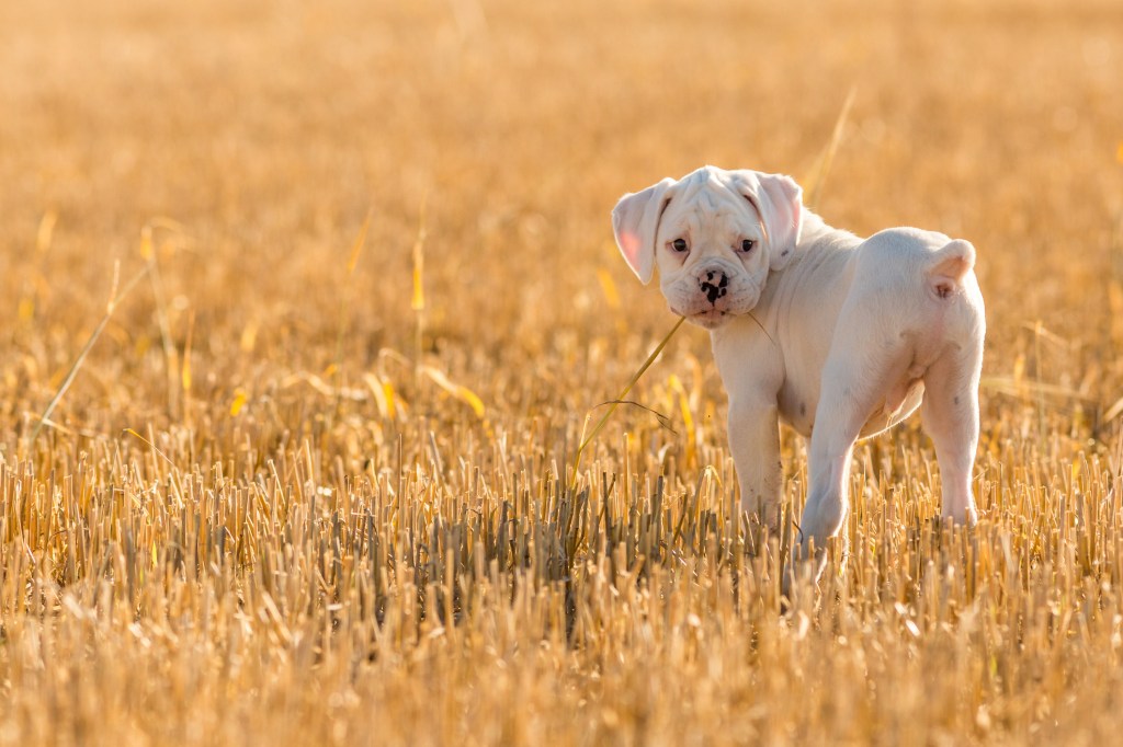 White boxer puppy in field