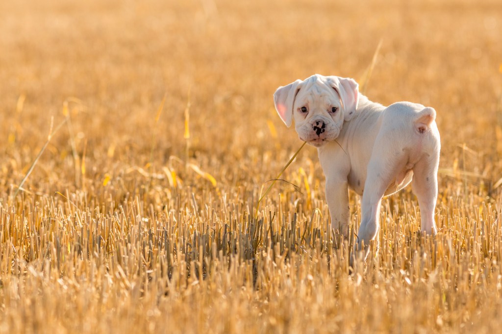 Boxer Puppies: Cute Pictures and Facts