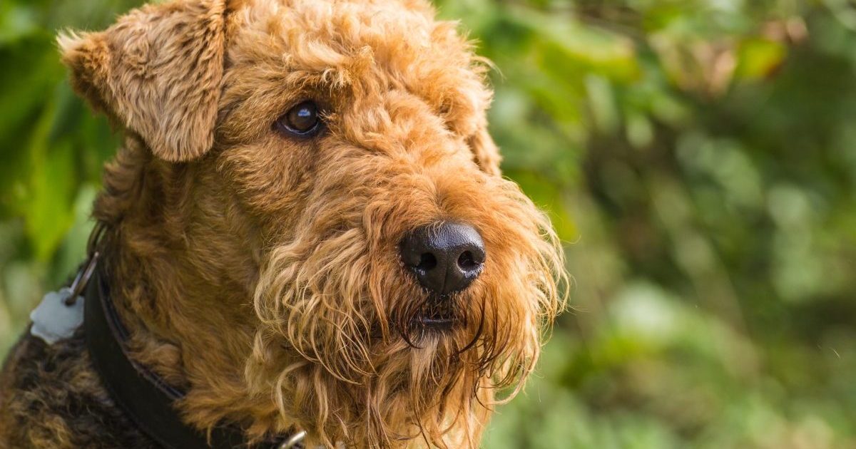 Portrait Airedale Terrier