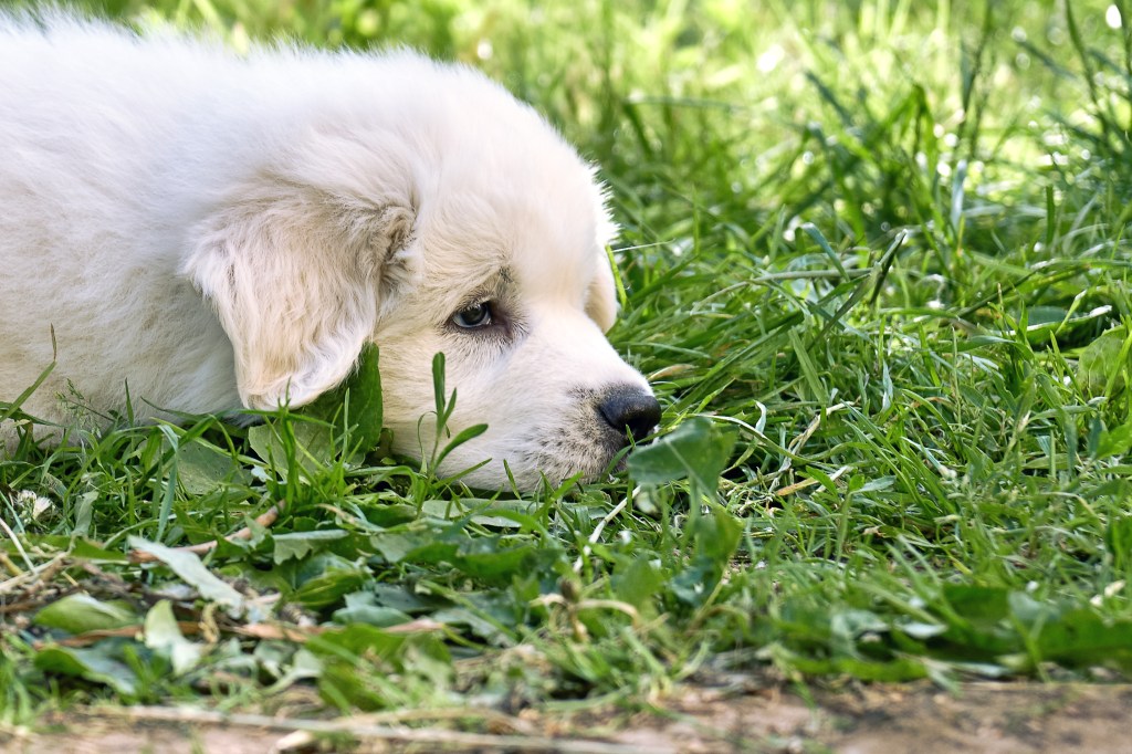 Great Pyrenees puppy lying down in grass