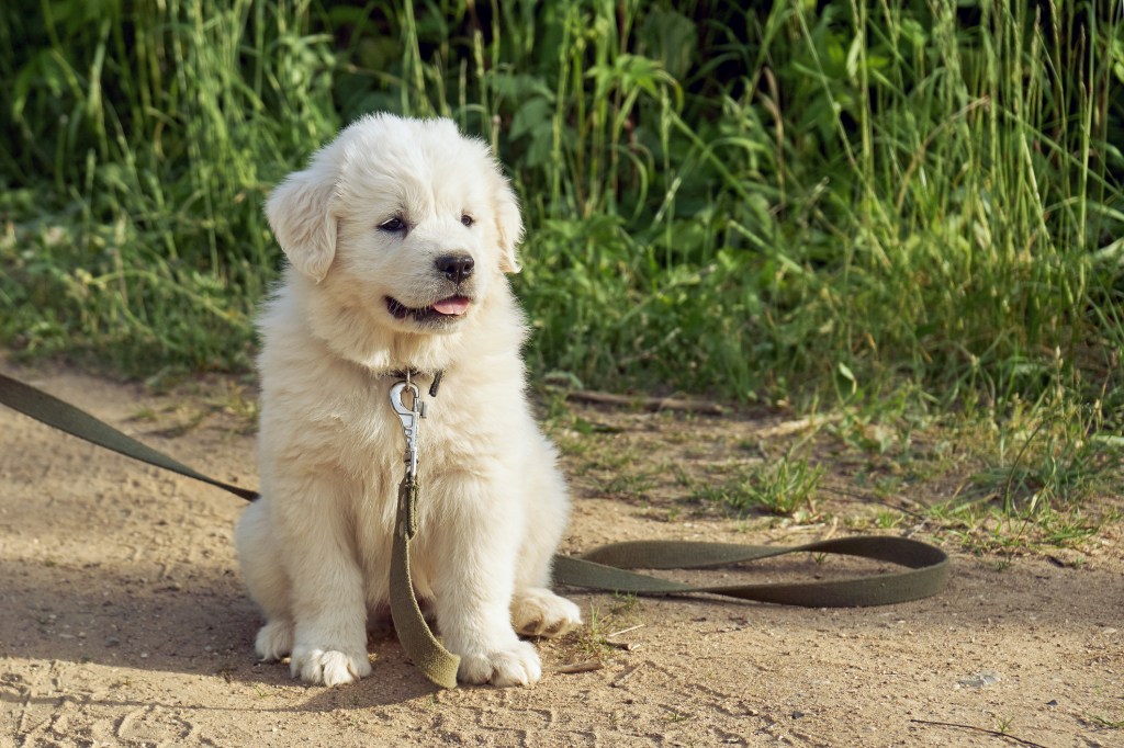 Great Pyrenees puppy sitting on a leash on a dirt path