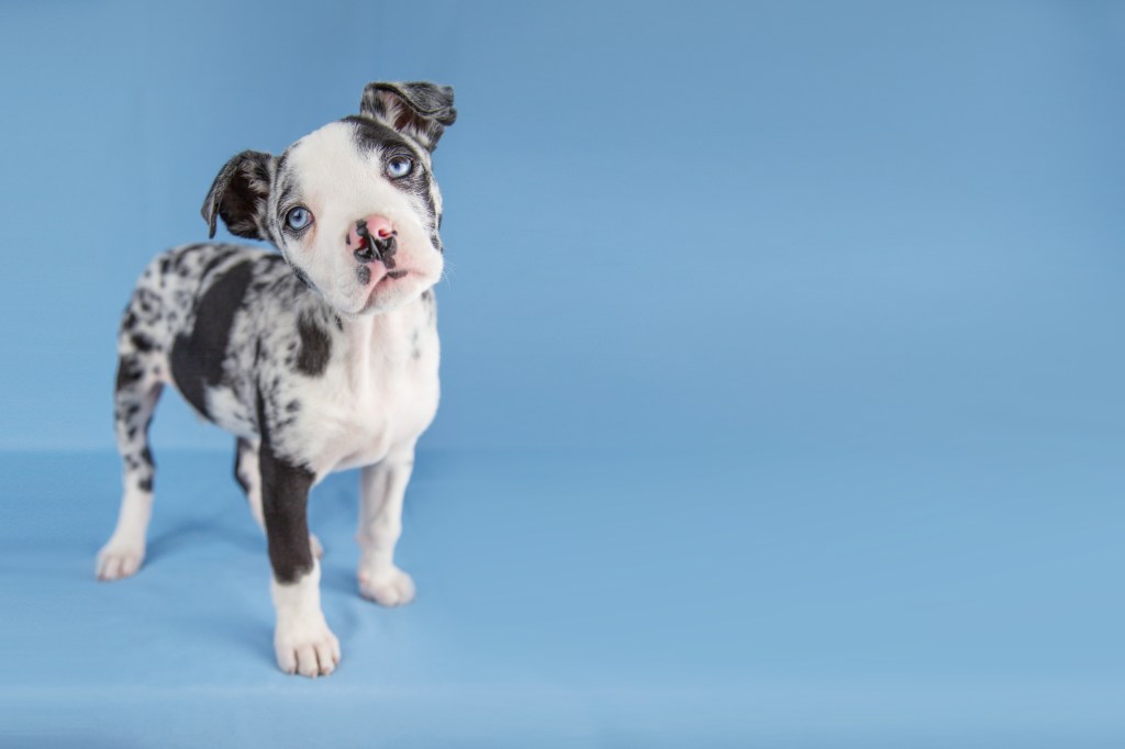 Great Dane puppy against blue background