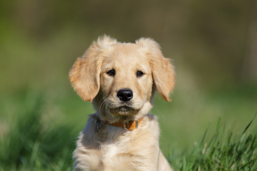 Golden puppy with big ears looking directly at camera