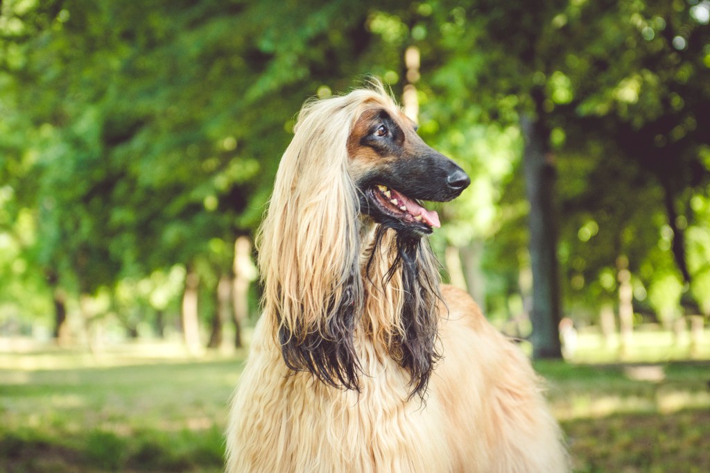 can a afghan hound and a american bulldog be friends