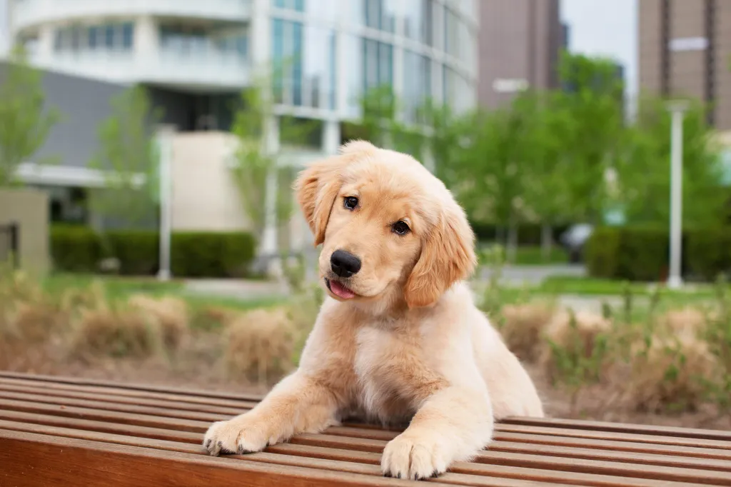 Here are 10 fun and fascinating dog facts about adorable Golden