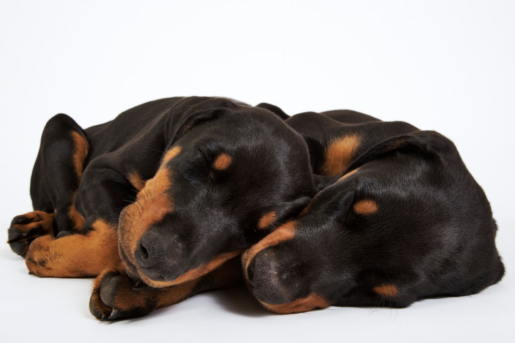Doberman puppies sleeping