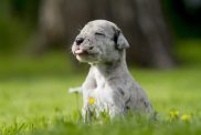 Cute Great Dane puppy in the field.
