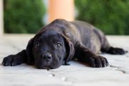 Cute Cane Corso puppy lying down and looking at camera.