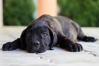 Cute Cane Corso puppy lying down and looking at camera.