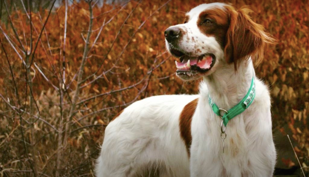 Irish Red and White Setter in fall