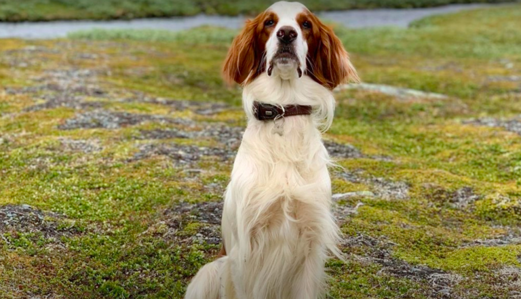 Irish red 2024 white setter