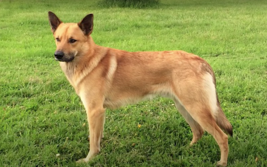 Chinook dog breed standing in grass