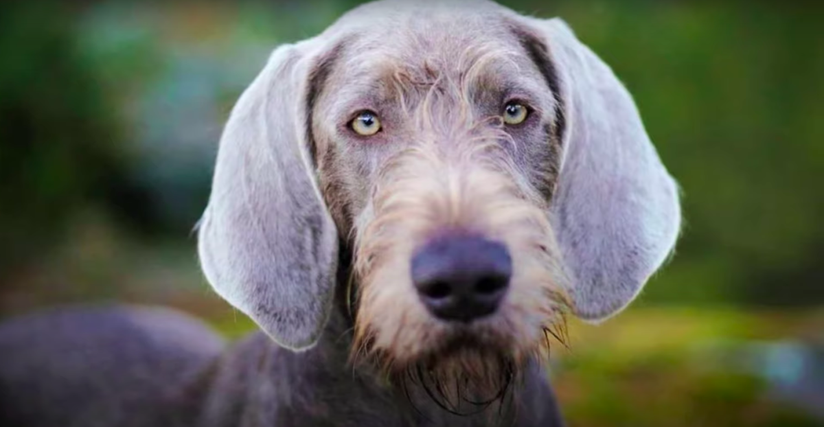 Slovakian Wirehaired Pointer Dog Breed Information