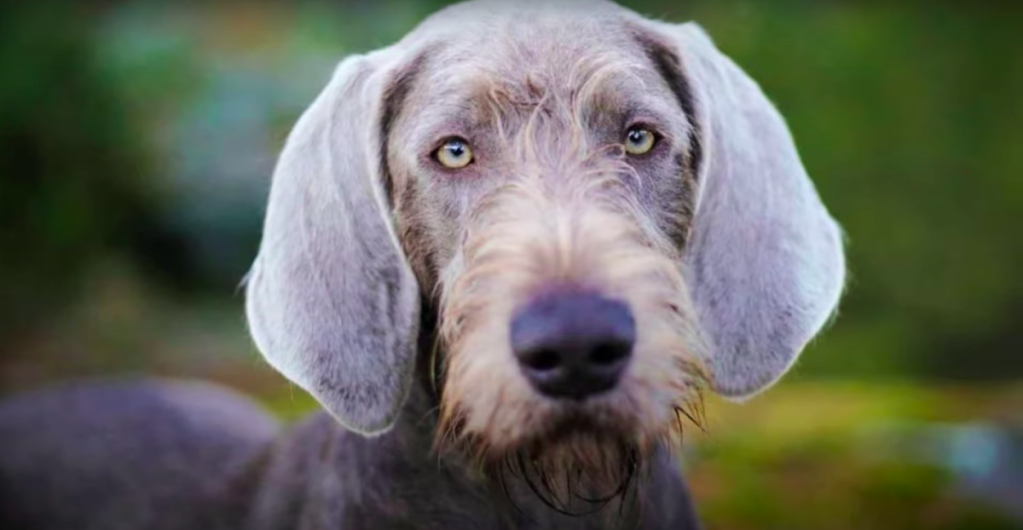 Slovakian Wirehaired Pointer portrait
