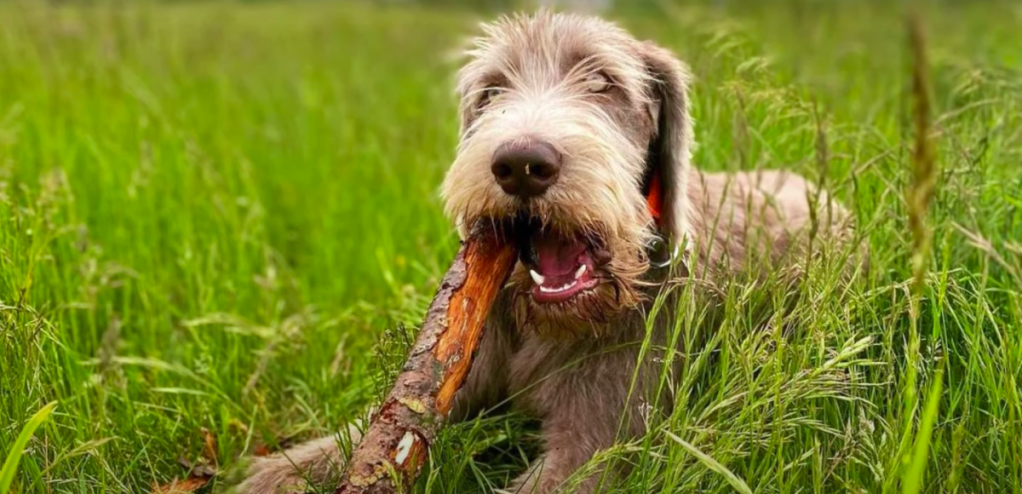 Slovakian Wirehaired Pointer chewing stick
