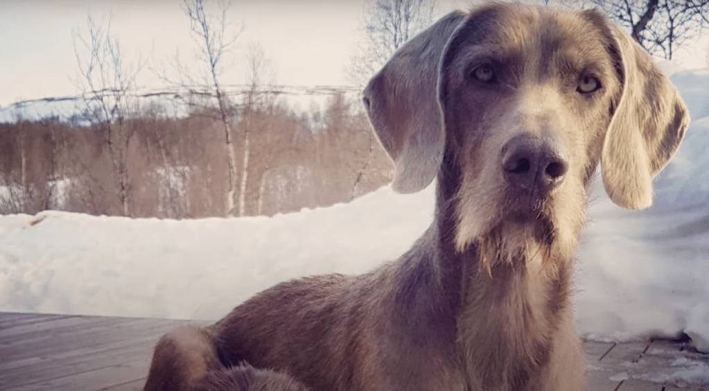 Wire hotsell haired weimaraner