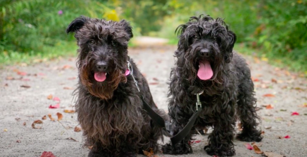 two black Scoodles