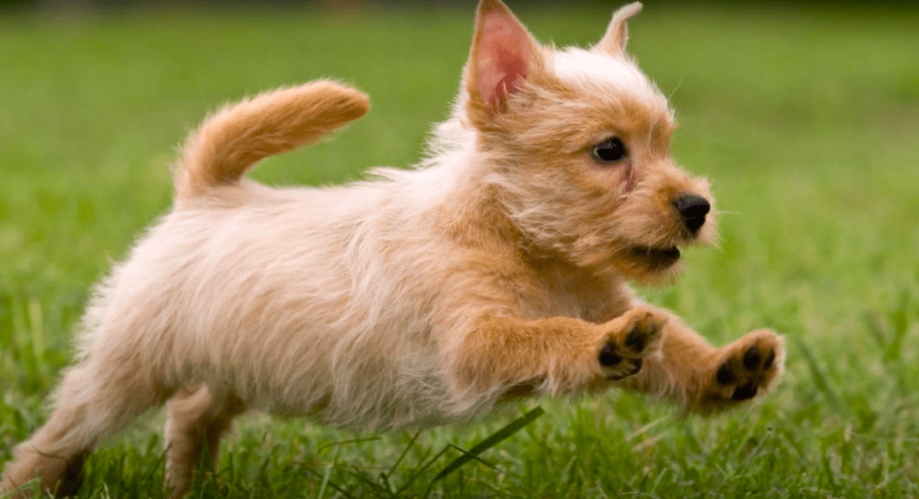 wheaten color scoodle jumping