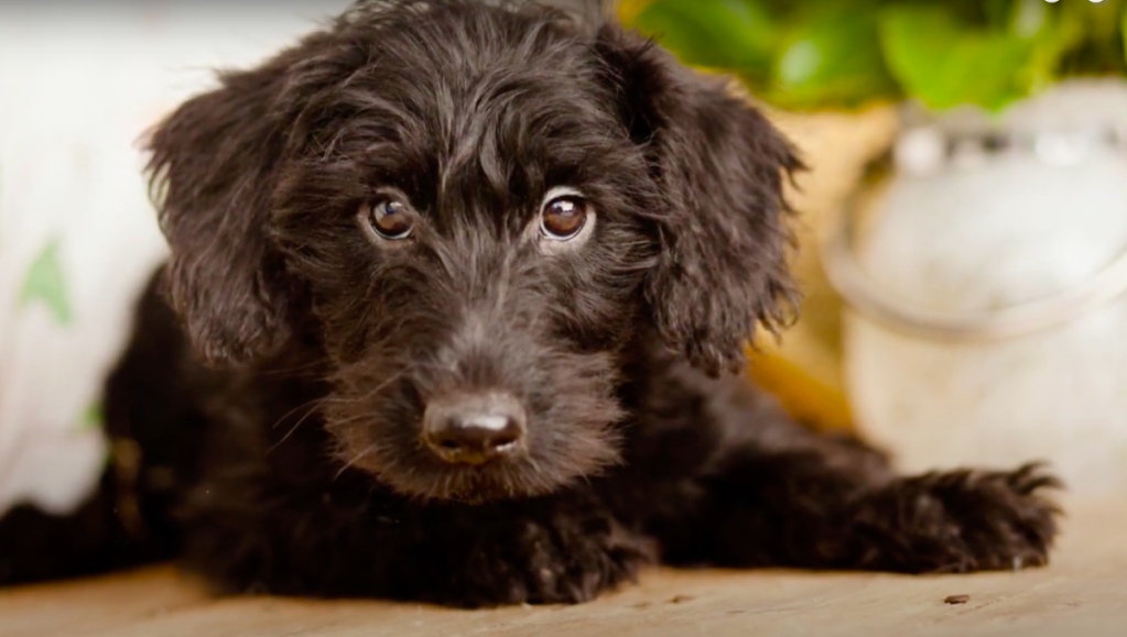 Scottie poodle sale cross